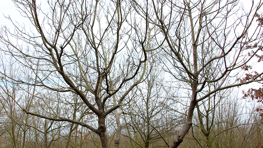 Catalpa bignonioides 'Aurea' karakteristiek