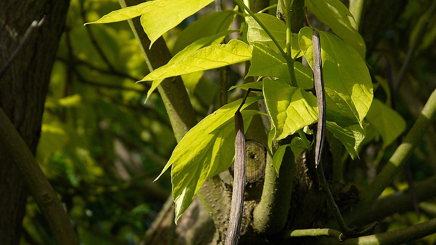 Catalpa bignonioides 'Aurea' vrucht