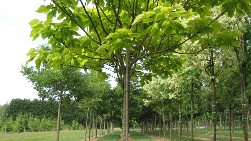 Catalpa bignonioides 'Aurea'