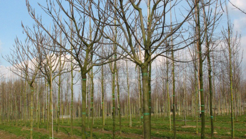 Catalpa bignonioides 'Aurea' hoogstam