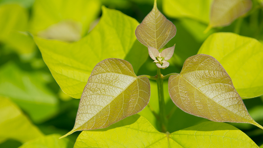 Catalpa bignonioides 'Aurea' blad
