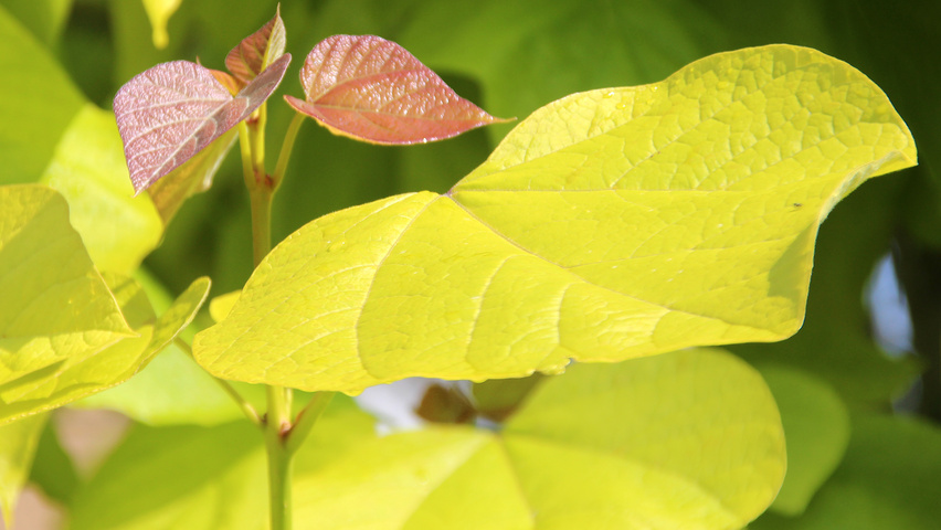 Catalpa bignonioides 'Aurea' blad