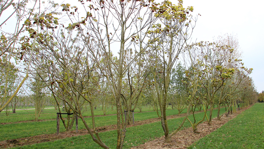Catalpa bignonioides 'Aurea' meerstammig