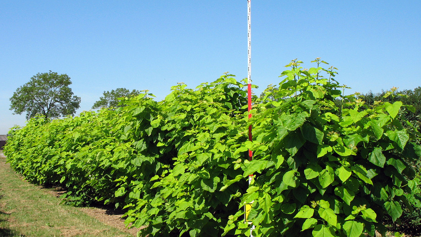 Catalpa bignonioides 'Aurea' solitair heesters