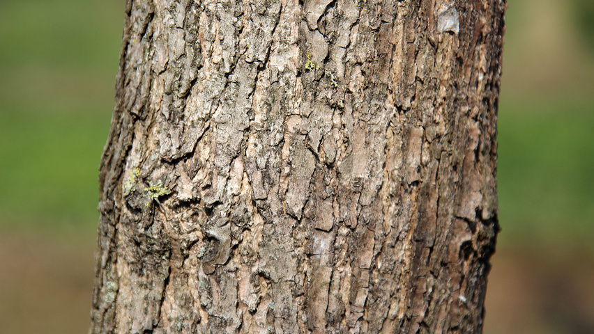 Catalpa bignonioides bark
