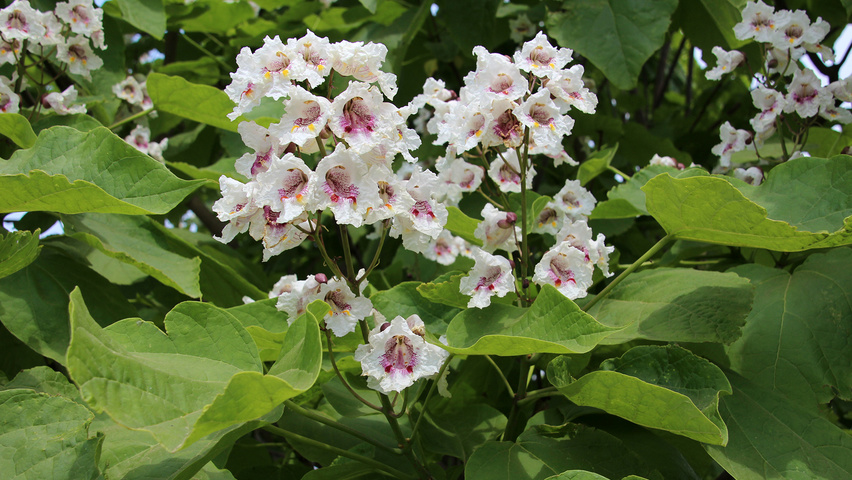 Catalpa bignonioides flowers