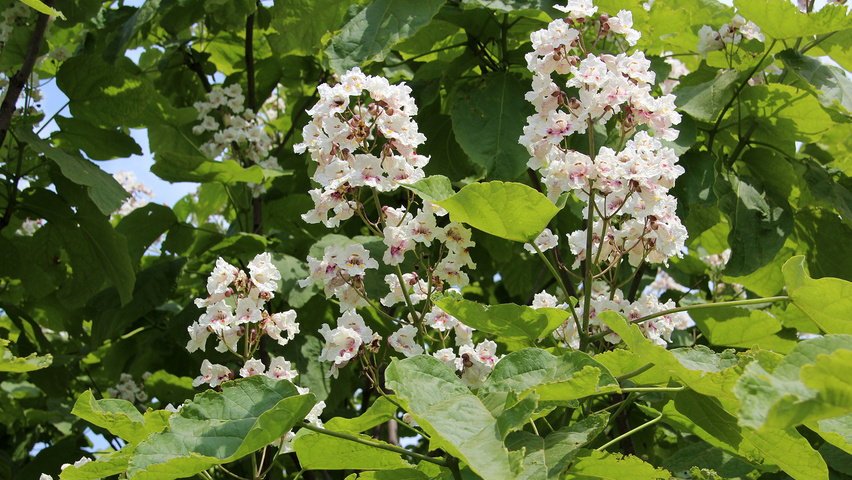 Catalpa bignonioides flowers