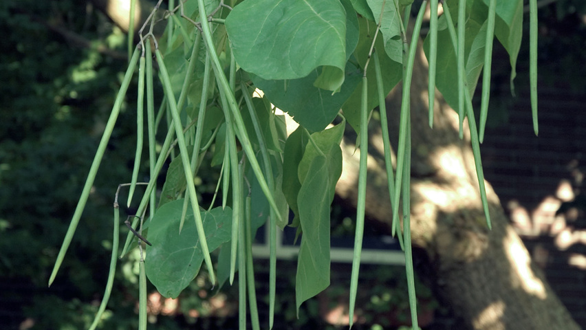 Catalpa bignonioides fruits
