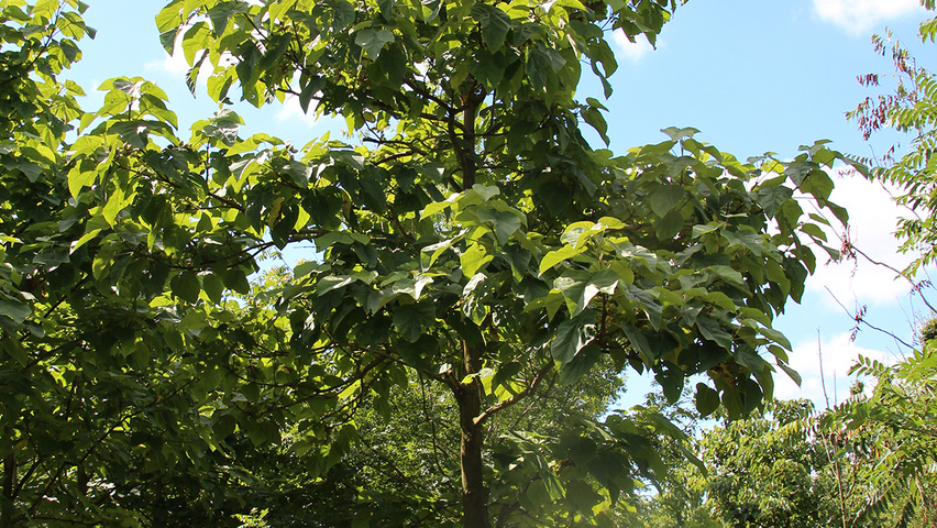 Catalpa bignonioides standard tree