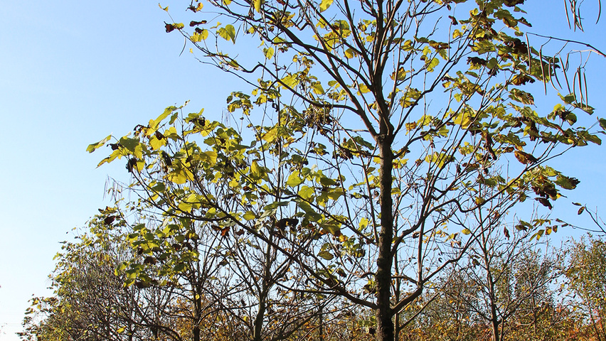Catalpa bignonioides standard tree