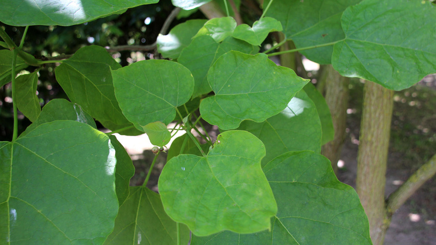 Catalpa bignonioides leaves