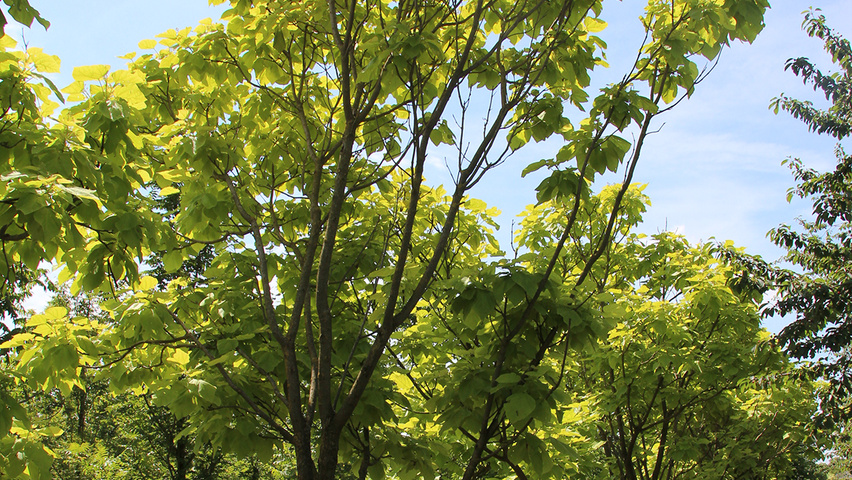 Catalpa bignonioides multi-stem