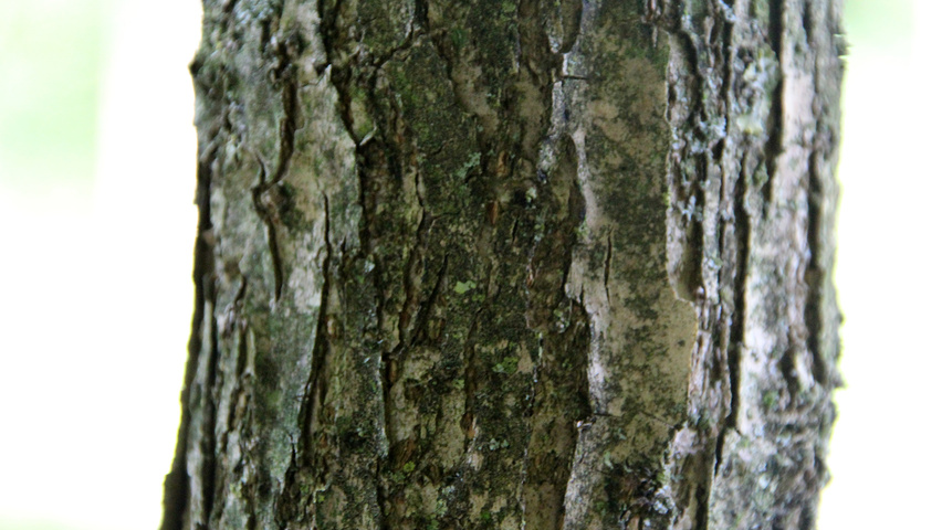 Catalpa bignonioides 'Nana' Rinden
