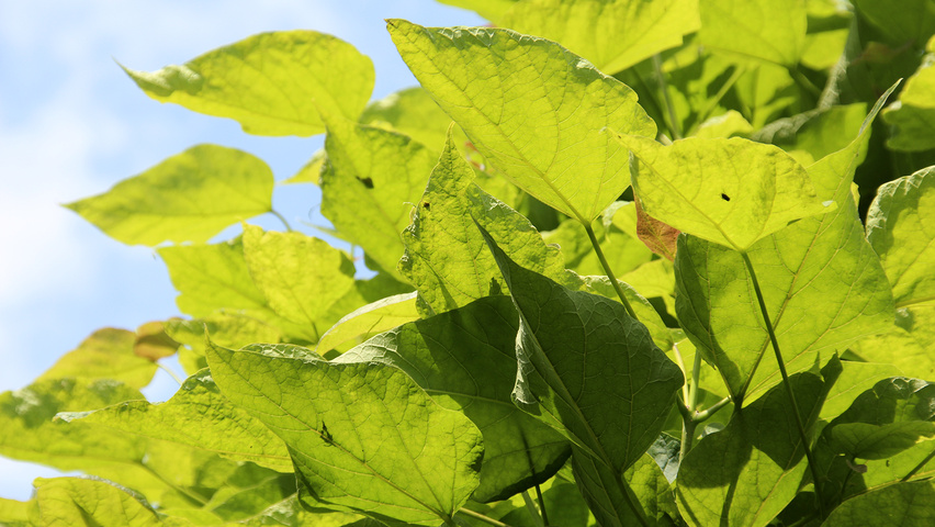 Catalpa bignonioides 'Nana' Blatt