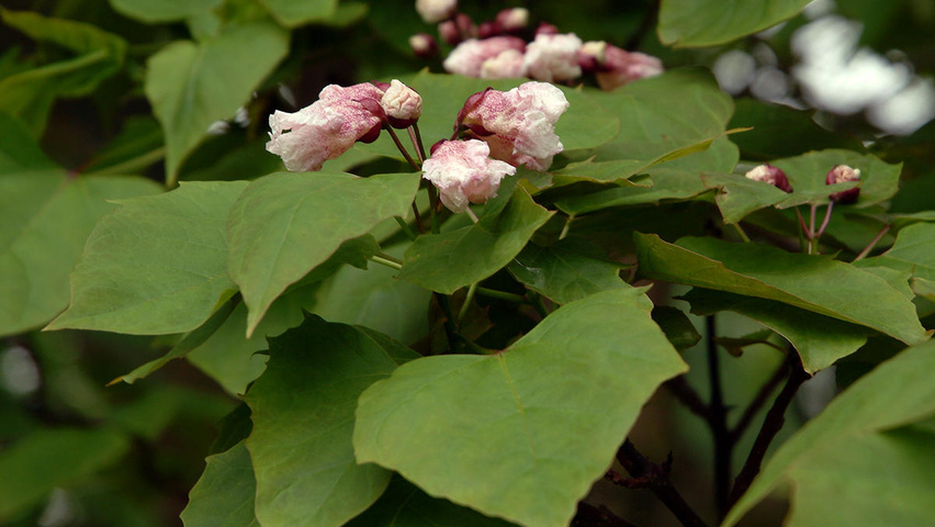 Catalpa bungei liście