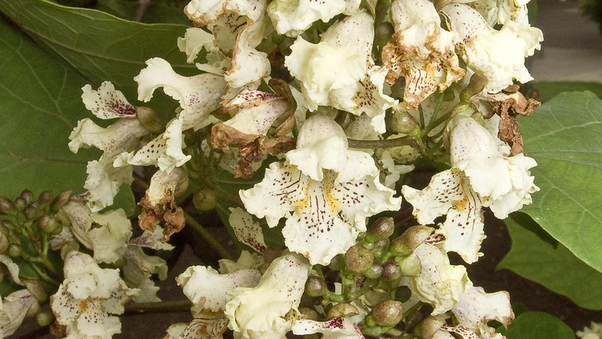 Catalpa ovata fleurs
