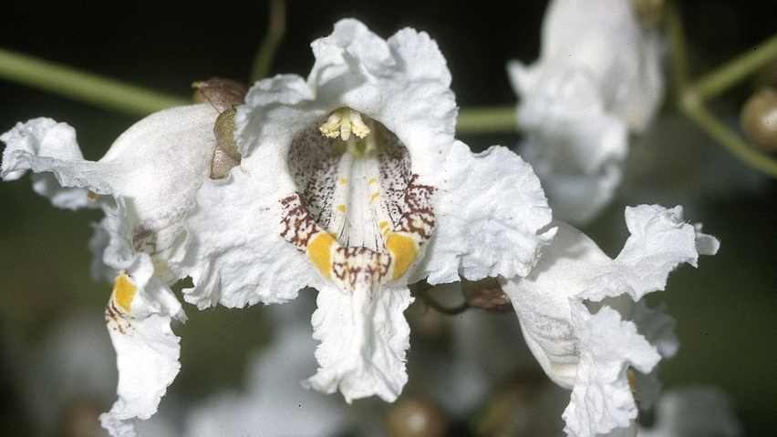 Catalpa speciosa Blumen