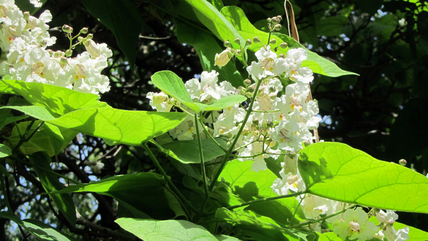 Catalpa speciosa Blumen