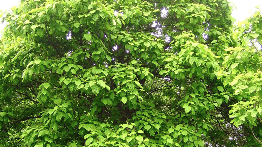 Catalpa speciosa haute tige