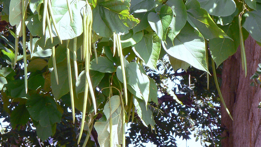 Catalpa speciosa Blatt