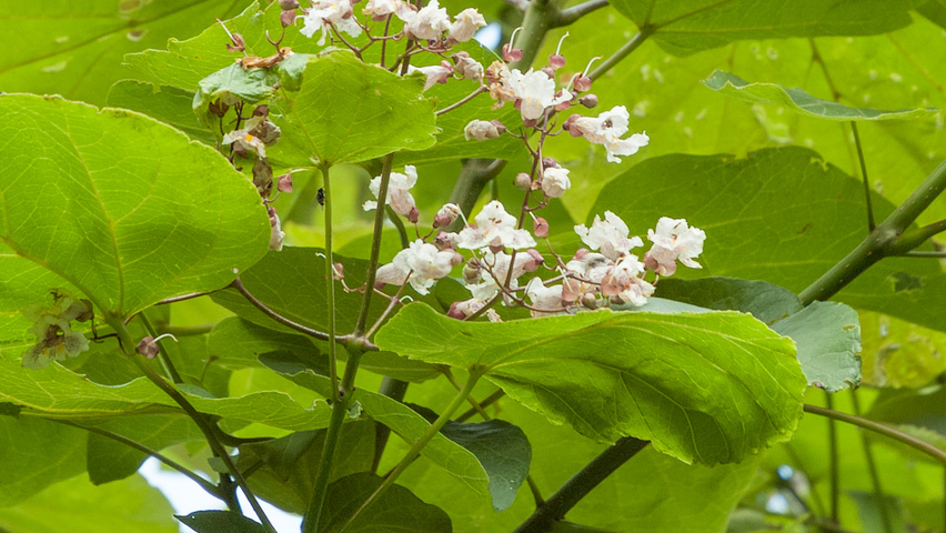 Catalpa x erubescens 'Purpurea' fleurs