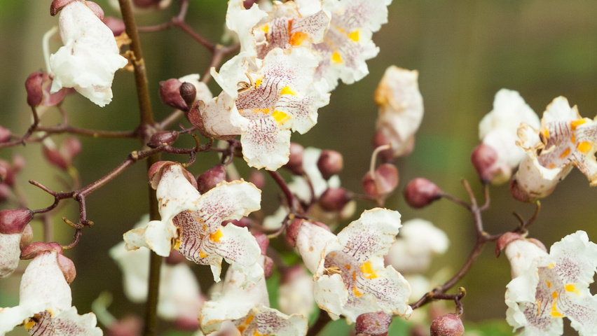 Catalpa x erubescens 'Purpurea' fleurs
