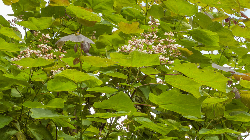 Catalpa x erubescens 'Purpurea' fleurs