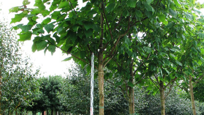 Catalpa x erubescens 'Purpurea' haute tige