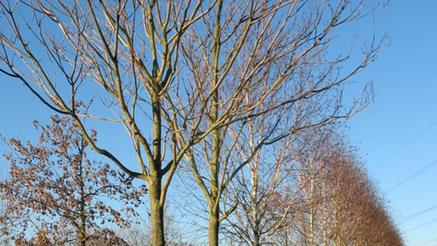 Catalpa x erubescens 'Purpurea' haute tige