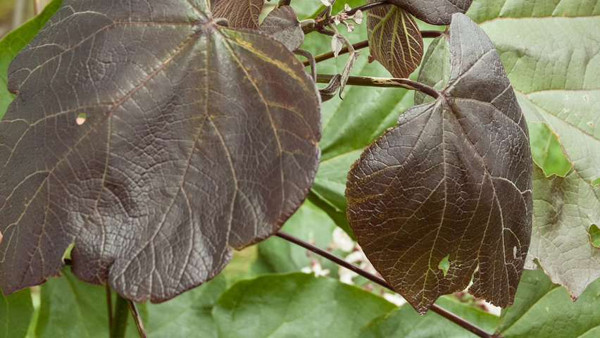 Catalpa x erubescens 'Purpurea' Feuilles