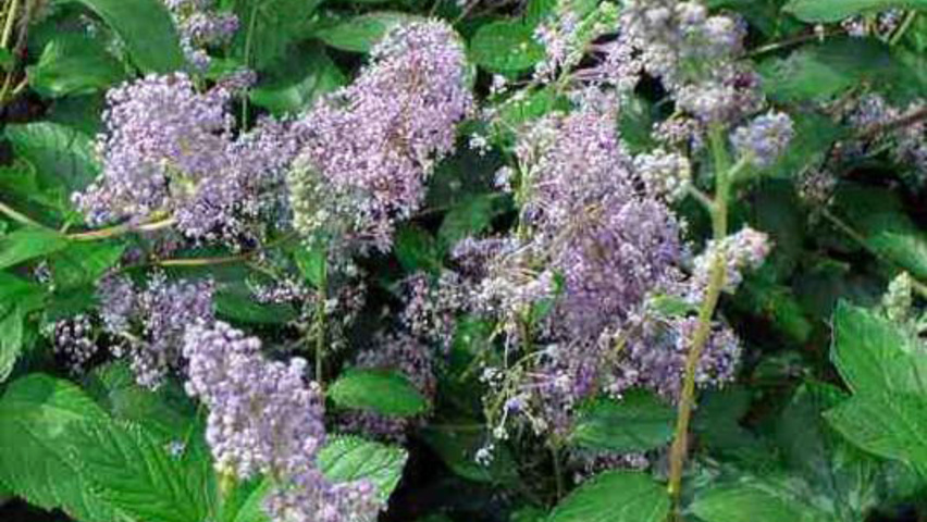 Ceanothus x delilianus 'Gloire de Versaille' bloem