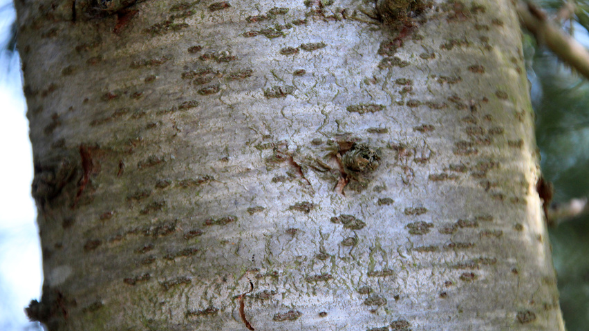 Cedrus deodara 'Aurea' bark