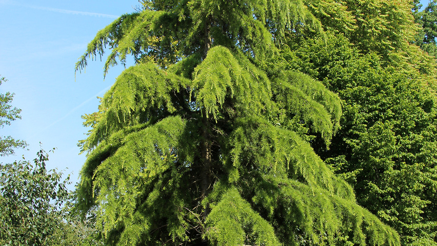 Cedrus deodara 'Aurea' feathered