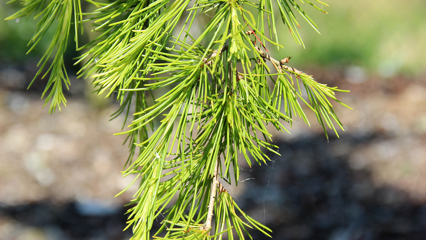 Cedrus deodara 'Aurea' leaves