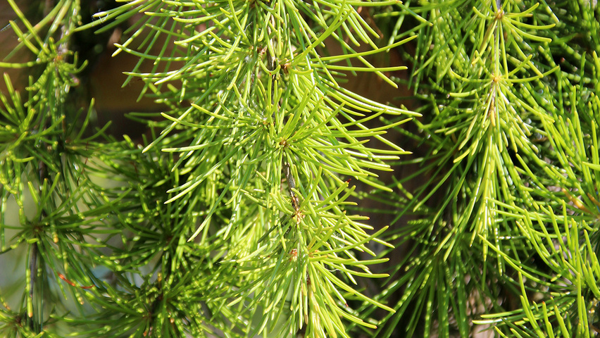 Cedrus deodara 'Aurea' leaves