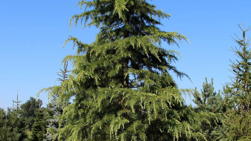Cedrus deodara beveerd
