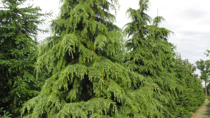 Cedrus deodara beveerd