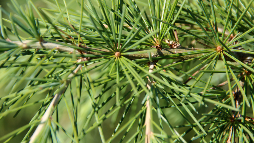 Cedrus deodara blad