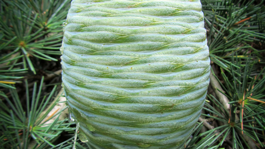 Cedrus deodara 'Pendula' Frucht