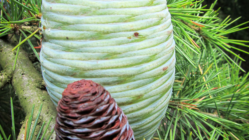 Cedrus deodara 'Pendula' Frucht