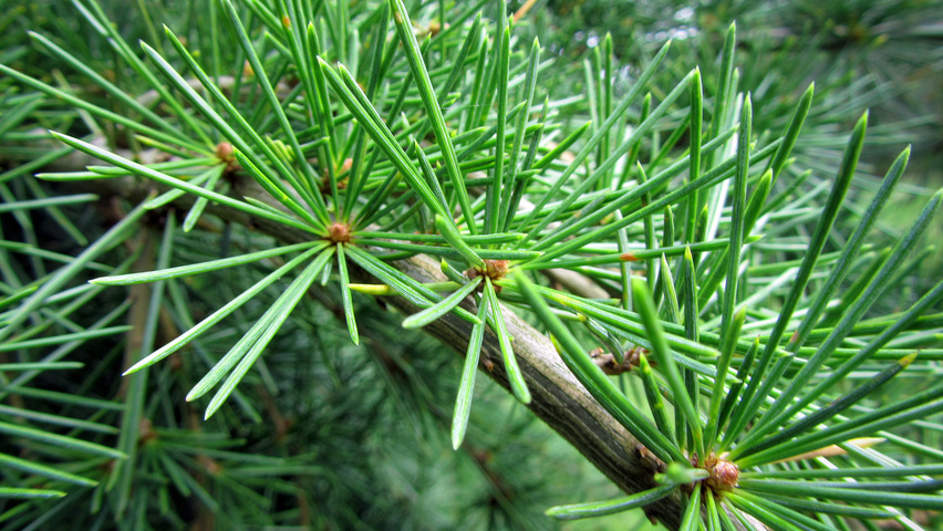 Cedrus deodara 'Pendula' Blatt