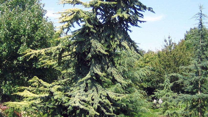 Cedrus libani 'Atlantica Aurea' Деревья с необычной формой роста