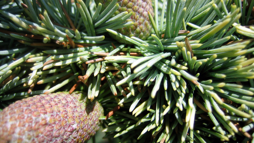 Cedrus libani 'Atlantica Aurea' плоды