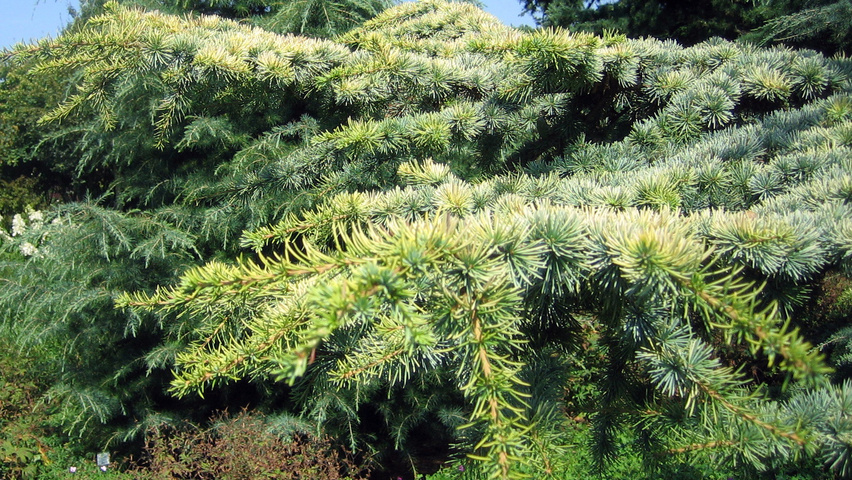Cedrus libani 'Atlantica Aurea' листья