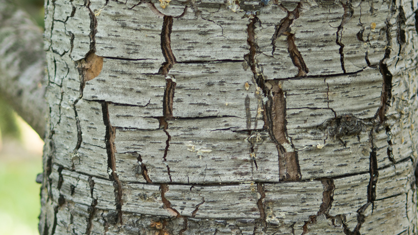 Cedrus libani Rinden