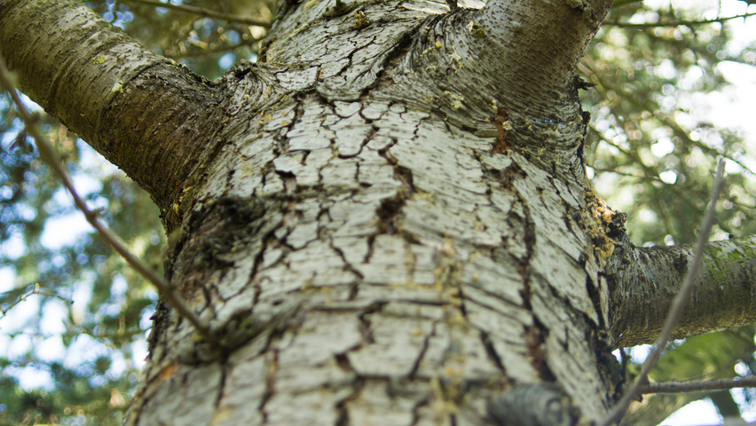 Cedrus libani Rinden