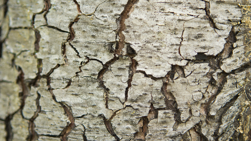 Cedrus libani Rinden