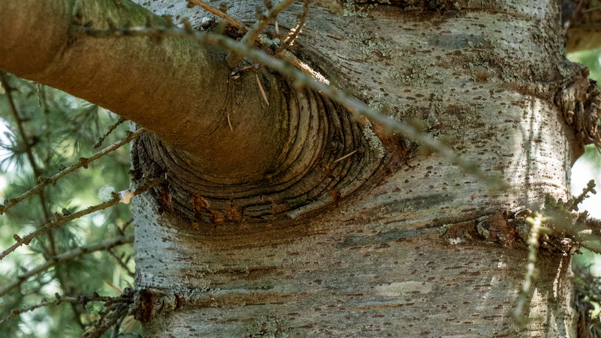 Cedrus libani Rinden