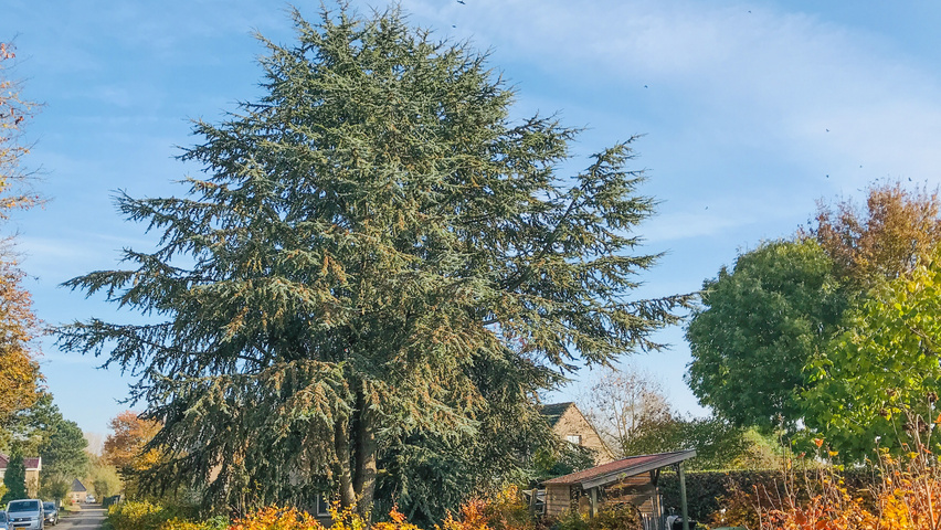 Cedrus libani charakteristische
