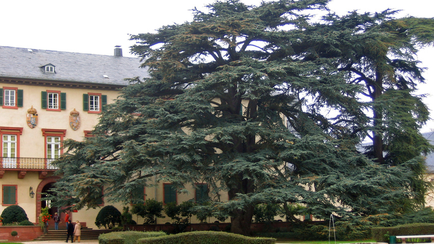 Cedrus libani charakteristische